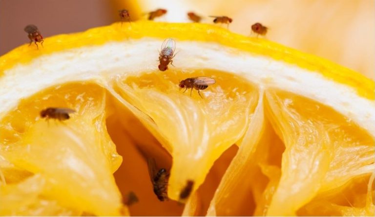 How to Get Rid of Fruit Flies in Your Kitchen & Bathroom Drains