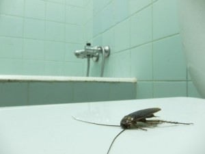 Seeing Pests? You Could Have a Water Leak